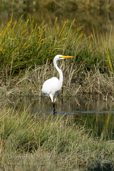 Image of Great Egret