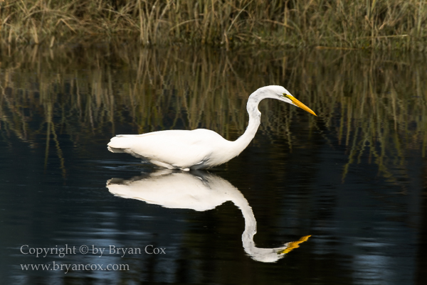 Image of Great Egret