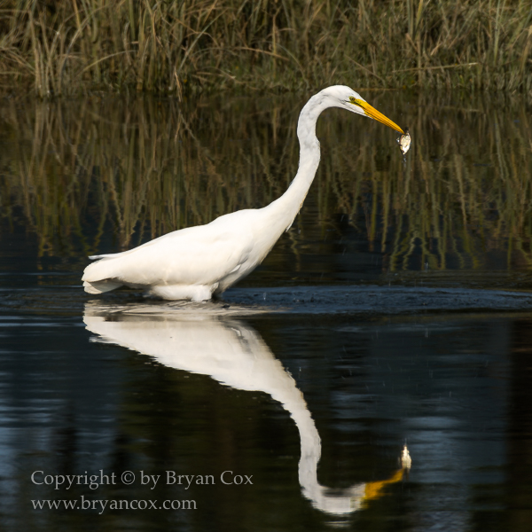 Image of Great Egret
