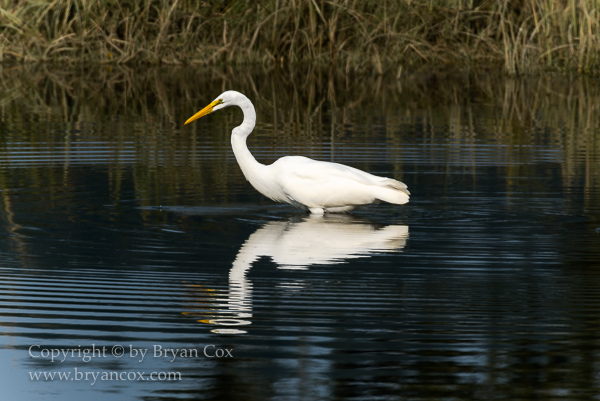 Image of Great Egret