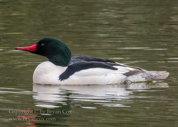Image of Common Merganser