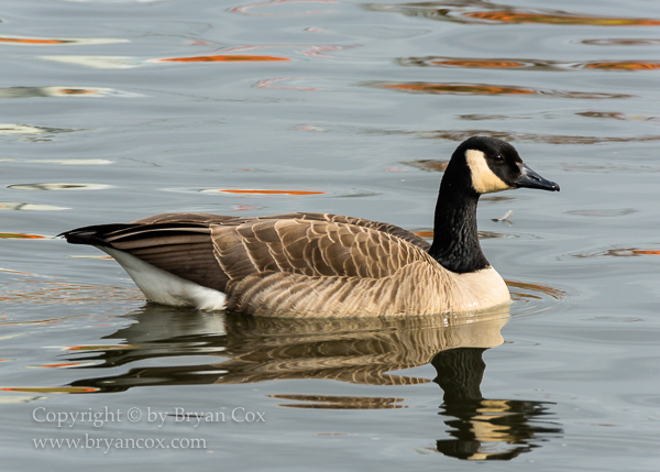 Image of Canada Goose