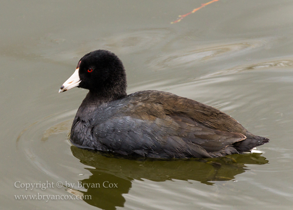 Image of American Coot