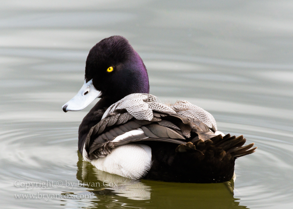 Image of Ring-necked Duck