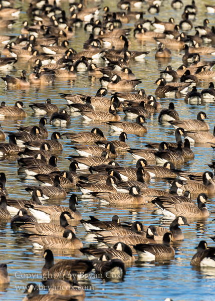 Image of Cackling Geese (with one or two Canada Geese)