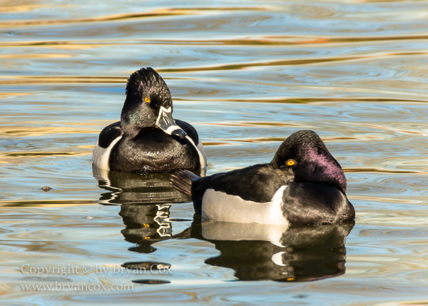 Image of Ring-necked Ducks