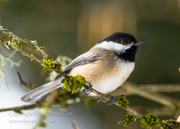Image of Chickadees