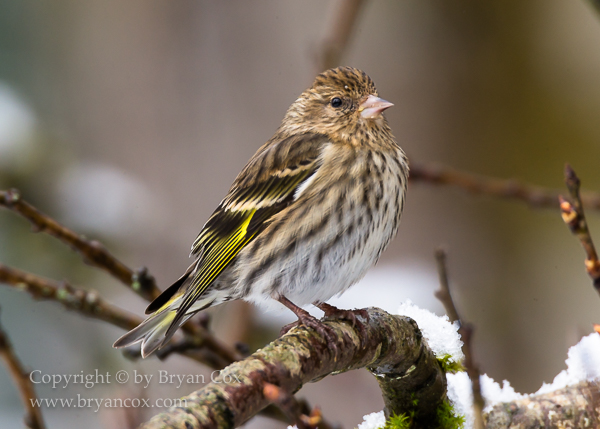 Image of Pine Siskin