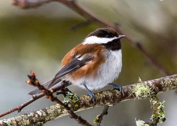 Image of Chestnut-backed Chickadee