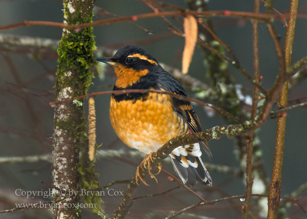 Image of Varied Thrush