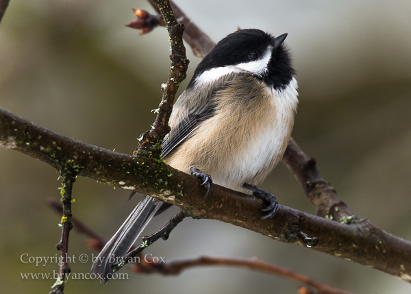 Image of Black-capped Chickadee
