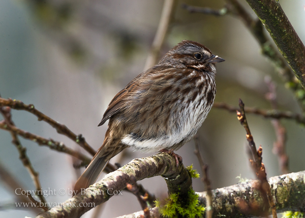 Image of Fox Sparrow