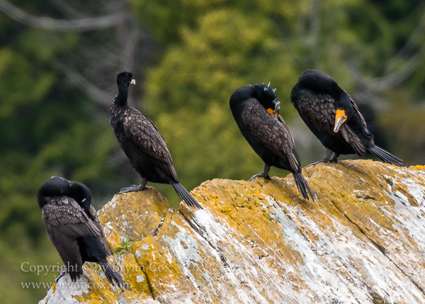 Image of Double-crested Cormorants