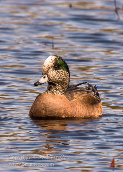 Image of American Wigeon