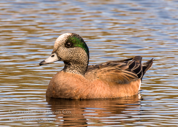 Image of American Wigeon