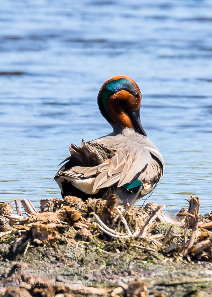 Image of Green-winged Teal