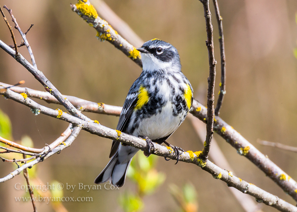 Image of Yellow-rumped Warbler