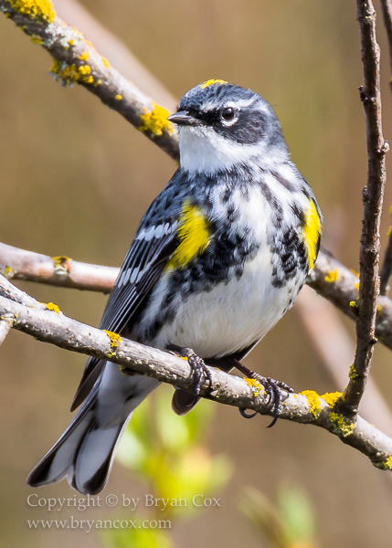 Image of Yellow-rumped Warbler