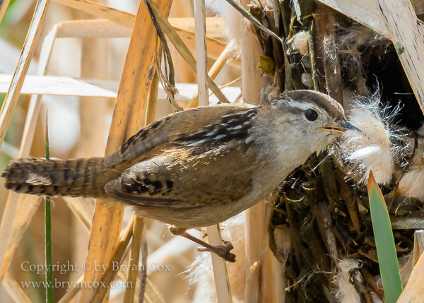 Image of Marsh Wren