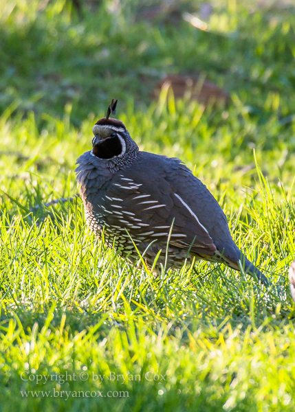 Image of Game Birds