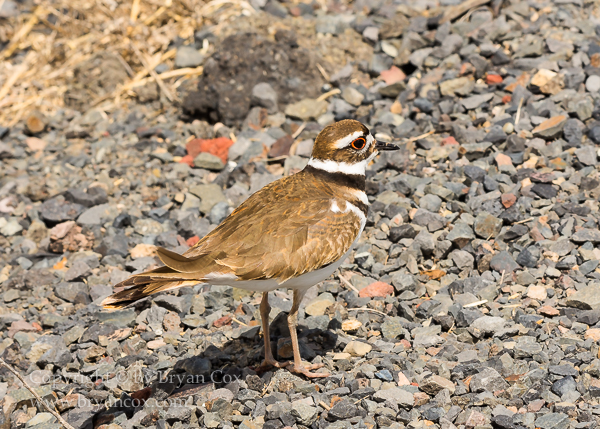 Image of Killdeer