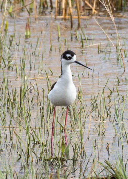 Image of Shore Birds