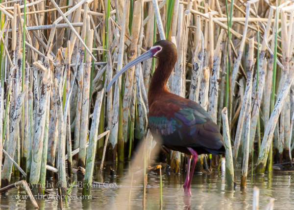 Image of White-faced Ibis