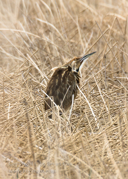 Image of American Bittern