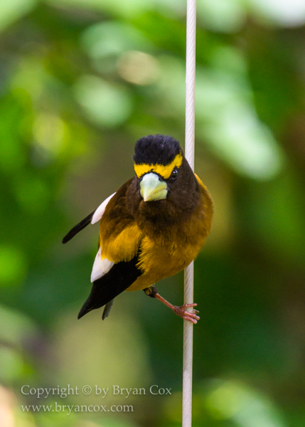 Image of Evening Grosbeak