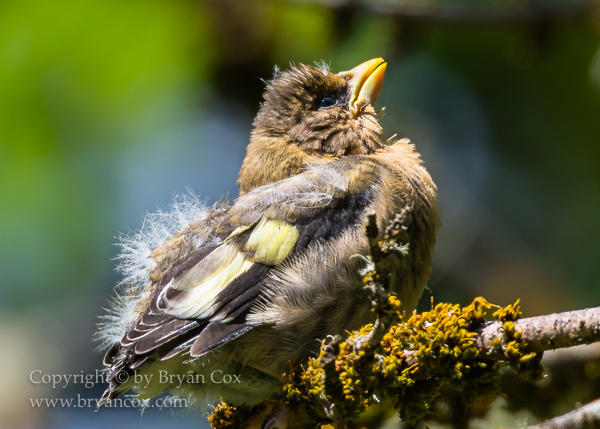 Image of Evening Grosbeak