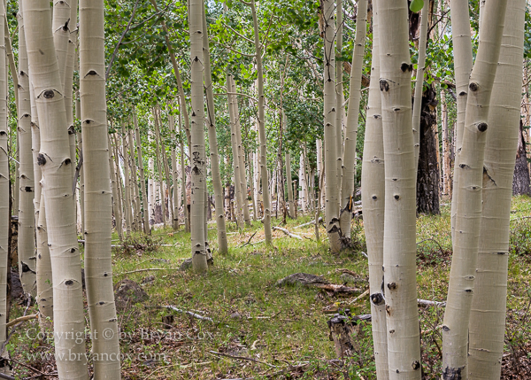 Image of Aspen