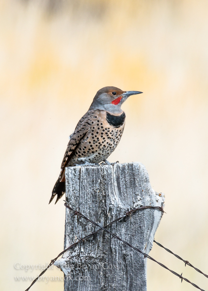 Image of Northern Flicker (Western Red-shafted Flicker)