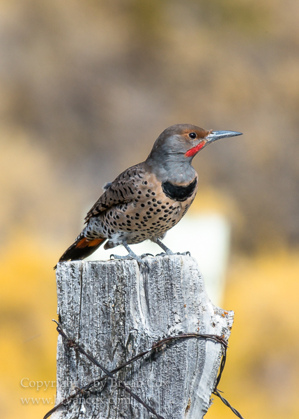 Image of Northern Flicker (Western Red-Shafted Flicker)