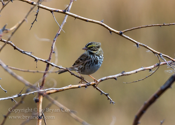 Image of Savannah Sparrow