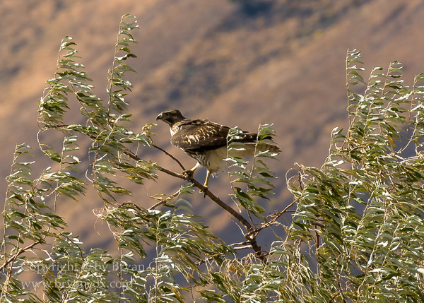 Image of Summer Lake Wildlife Area, Oregon
