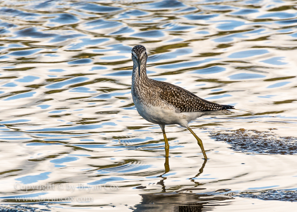 Image of Greater Yellowlegs