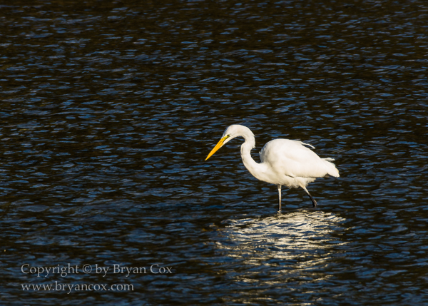 Image of Great Egret