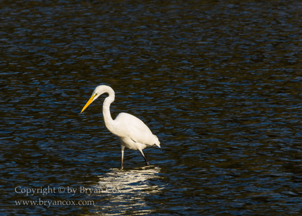 Image of Great Egret