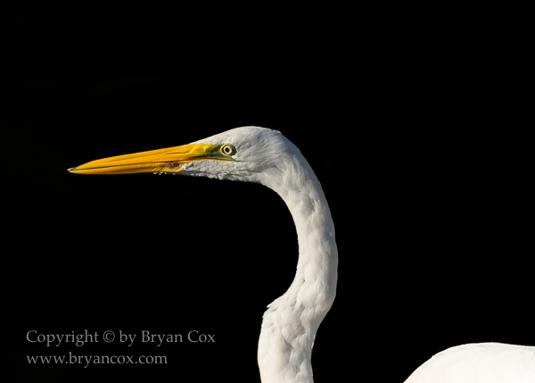 Image of Great Egret
