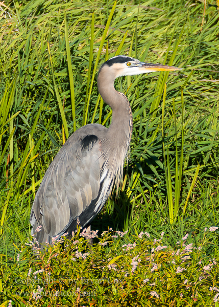 Image of Great Blue Heron