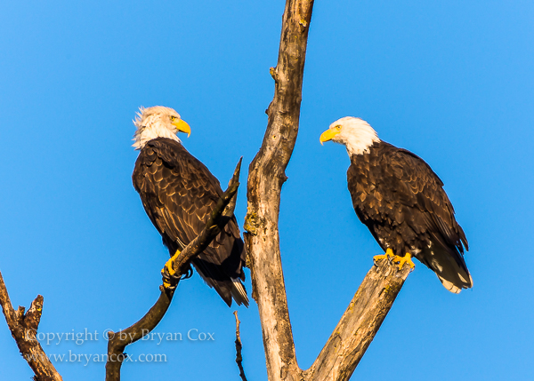 Image of Bald Eagles