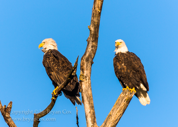 Image of Bald Eagles