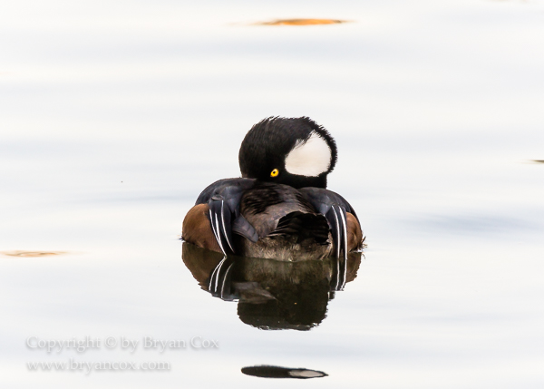 Image of Hooded Merganser