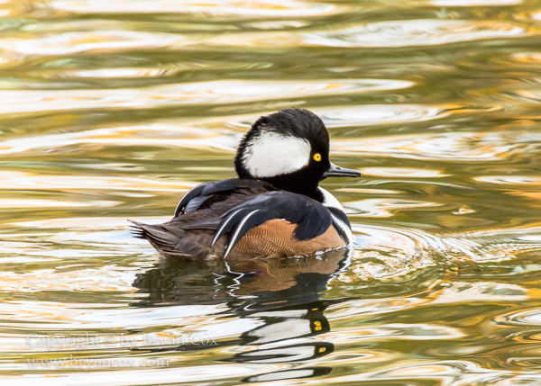 Image of Hooded Merganser