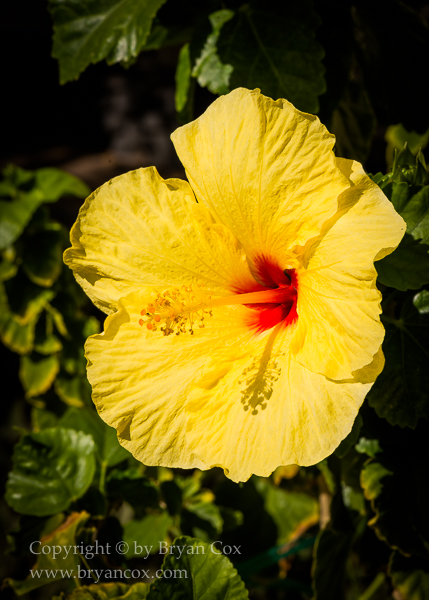 Image of Yellow Hibiscus