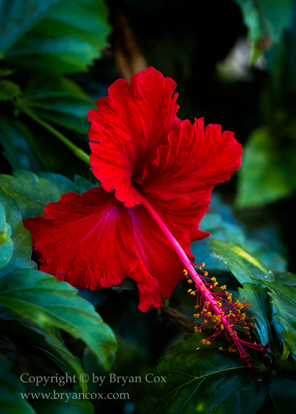Image of Chinese Hibiscus