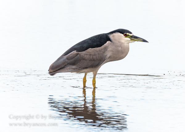 Image of Black-crowned Night Heron