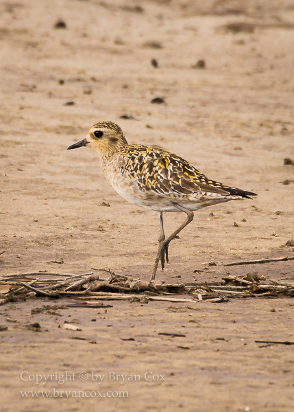 Image of Pacific Golden Plover