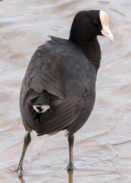 Image of Hawaiian Coot