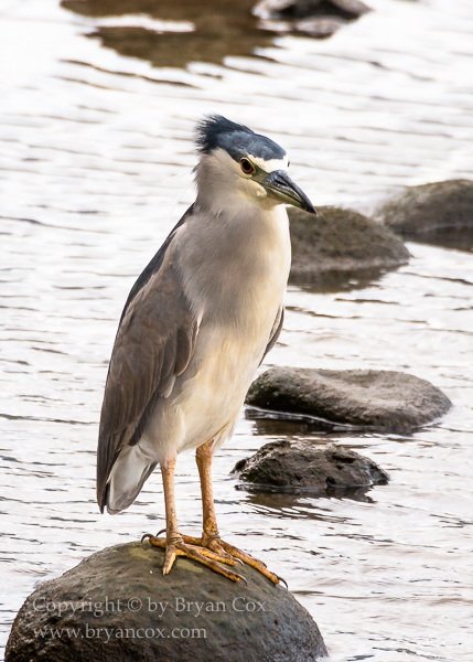 Image of Black-crowned Night Heron